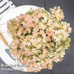 Hydrangea Paniculata 'Switch Ophelia' -Garden Central Sales Store HYDR SWITCH S40977