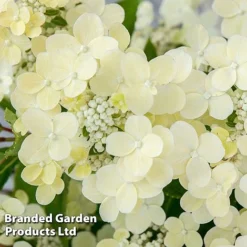 Hydrangea Paniculata 'Switch Ophelia' -Garden Central Sales Store HYDR SWITCH S40978