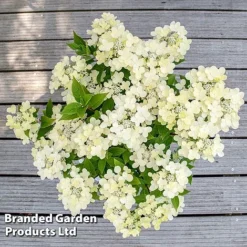Hydrangea Paniculata 'Switch Ophelia' -Garden Central Sales Store HYDR SWITCH S40980