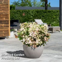 Hydrangea Paniculata 'Switch Ophelia' -Garden Central Sales Store HYDR SWITCH S40982