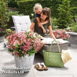 Hydrangea Paniculata 'Switch Ophelia' -Garden Central Sales Store HYDR SWITCH S40983