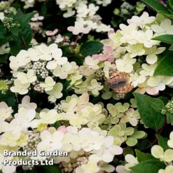 Hydrangea Paniculata 'Switch Ophelia' -Garden Central Sales Store HYDR SWITCH S40984