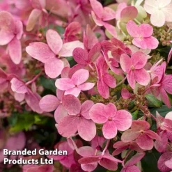 Hydrangea Paniculata 'Switch Ophelia' -Garden Central Sales Store HYDR SWITCH S40986