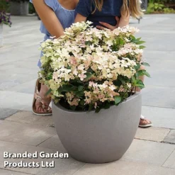 Hydrangea Paniculata 'Switch Ophelia' -Garden Central Sales Store HYDR SWITCH S40989