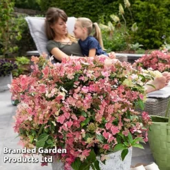 Hydrangea Paniculata 'Switch Ophelia' -Garden Central Sales Store HYDR SWITCH S40991