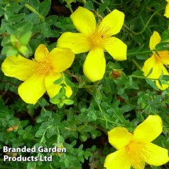 Hypericum Olympicum 'Citrinum' -Garden Central Sales Store HYPE KC9112 C