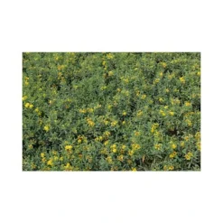 Hypericum Kalmianum 'Blue Velvet' -Garden Central Sales Store HYPE T66261 A h