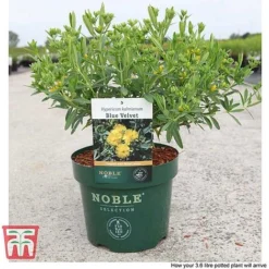 Hypericum Kalmianum 'Blue Velvet' -Garden Central Sales Store HYPE T66261 C