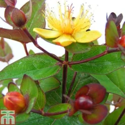Hypericum 'Magical Red Flame'