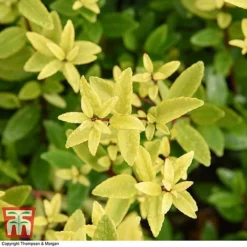 Holly Triflora Var. Kanehirae -Garden Central Sales Store ILEX T28604 A1