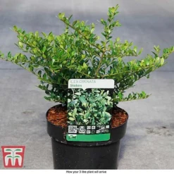 Holly 'Stokes' -Garden Central Sales Store ILEX T66265 D