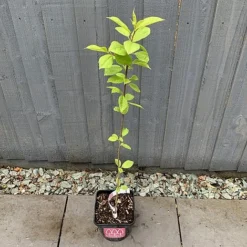 Bird Cherry Tree (Prunus Padus) Grown By Cotswold Trees -Garden Central Sales Store IMG 2382 160523
