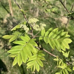 Rowan Tree (Sorbus Aucuparia) Grown By Cotswold Trees -Garden Central Sales Store IMG 6066