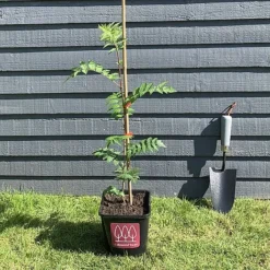 Rowan Tree (Sorbus Aucuparia) Grown By Cotswold Trees -Garden Central Sales Store IMG 6925