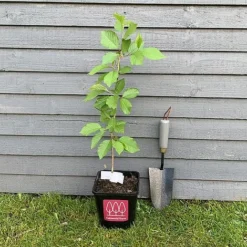 Wild Cherry Tree (Prunus Avium) Grown By Cotswold Trees -Garden Central Sales Store IMG 88461