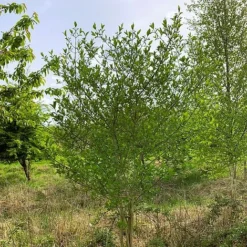 Spindle (Euonymus Europaeus) Grown By Cotswold Trees