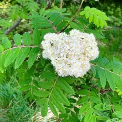 Rowan Tree (Sorbus Aucuparia) Grown By Cotswold Trees -Garden Central Sales Store IMG 9538