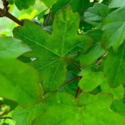 Field Maple Tree (Acer Campestre) Grown By Cotswold Trees -Garden Central Sales Store IMG 9546