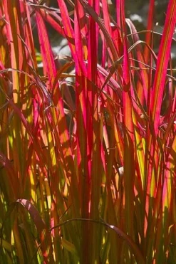 Summer Grass Trio -Garden Central Sales Store IMPE REDBARON L07782