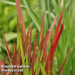 Colourful Ornamental Grass Collection -Garden Central Sales Store IMPE REDBARON W48106