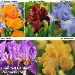 Bulb And Bare Root Collection -Garden Central Sales Store IRIS COL