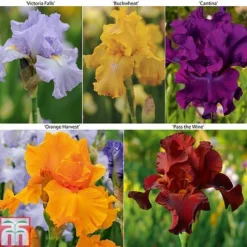 Iris 'Re-Blooming Collection'