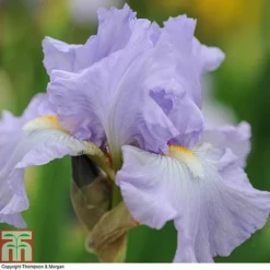 Iris 'Re-Blooming Collection' -Garden Central Sales Store IRIS T10126 B1