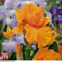 Iris 'Re-Blooming Collection' -Garden Central Sales Store IRIS T10126 E2