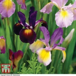 Iris 'Metallic Mixture' -Garden Central Sales Store IRIS T45415A C