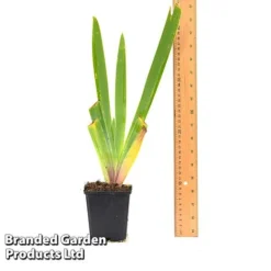 Iris 'Metolius Blues' -Garden Central Sales Store IRIS METOLI9CM T44318