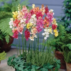 Bumper Spring Bulb Collection -Garden Central Sales Store IXIA T67285 A h