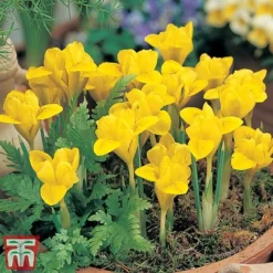 Iris Dwarf Collection -Garden Central Sales Store Iris 2