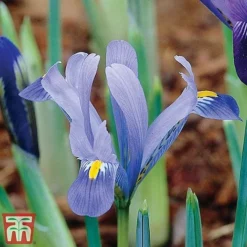 Iris Dwarf Collection -Garden Central Sales Store Iris 3