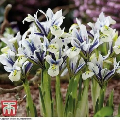 Spring Bulb Variety Bundle -Garden Central Sales Store Iris Eyecatcher watermarkba2