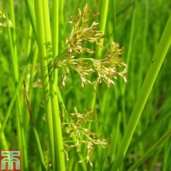 Juncus Effusus (Marginal Aquatic)