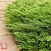 Juniperus Horizontalis 'Prince Of Wales'