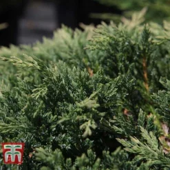 Juniperus Horizontalis 'Prince Of Wales' -Garden Central Sales Store JUNI 66289 C