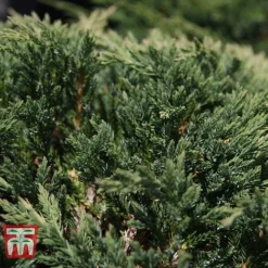 Juniperus Horizontalis 'Prince Of Wales' -Garden Central Sales Store JUNI 66289 D