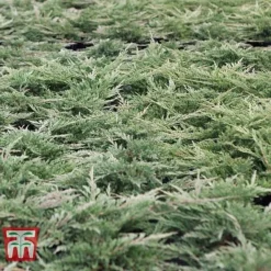 Juniperus Horizontalis 'Prince Of Wales' -Garden Central Sales Store JUNI 66289 E