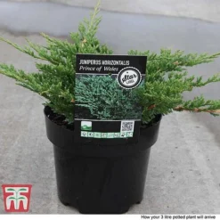 Juniperus Horizontalis 'Prince Of Wales' -Garden Central Sales Store JUNI 66289 F