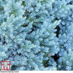 Juniperus Chinensis 'Blaauw' -Garden Central Sales Store JUNI T58035 C1