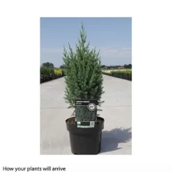Juniperus Chinensis 'Stricta' -Garden Central Sales Store JUNI T66271 A h