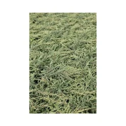Juniperus Communis 'Repanda'