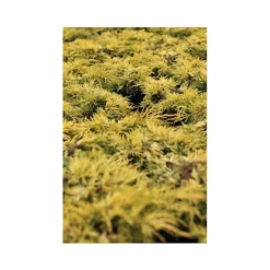 Juniperus X Pfitzeriana 'King Of Spring'