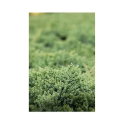 Juniperus Procumbens 'Nana' -Garden Central Sales Store JUNI T66299 A h