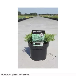 Juniperus Procumbens 'Nana' -Garden Central Sales Store JUNI T66299 B h