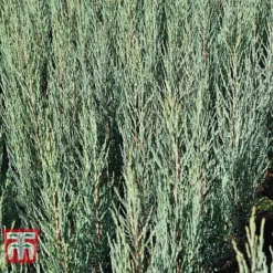 Juniperus Scopulorum 'Blue Arrow'