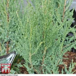Juniperus Scopulorum 'Blue Arrow' -Garden Central Sales Store JUNI T66303 C