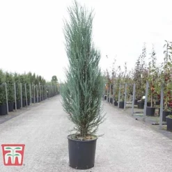 Juniperus Scopulorum 'Blue Arrow' -Garden Central Sales Store JUNI T66303 D