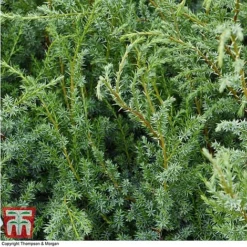 Juniperus Chinensis 'Blue Alps' -Garden Central Sales Store JUNIBLUE T28608 A1